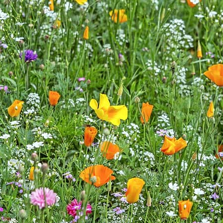 Nature flowers