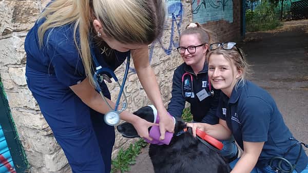 Media 1960 nottingham vets