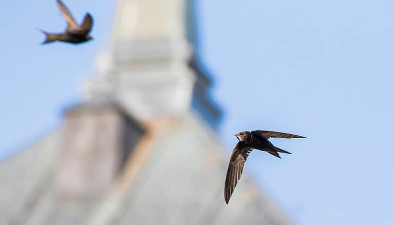 Homes for Nature Swift