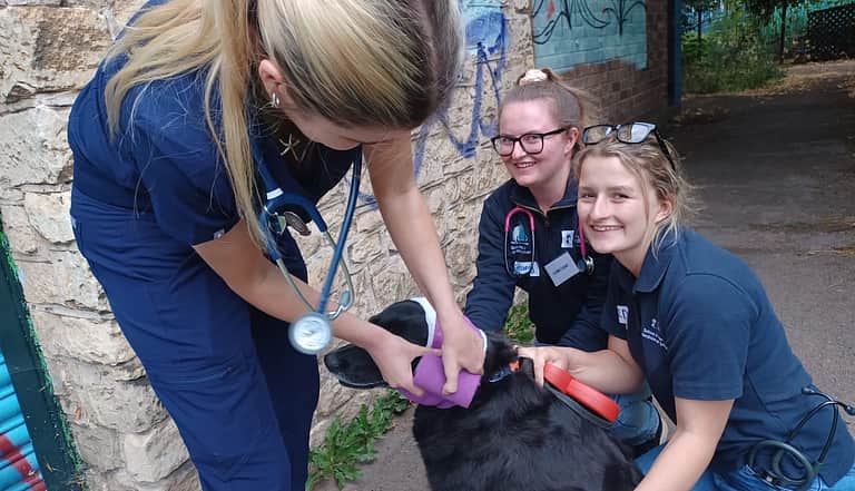 Media 1960 nottingham vets