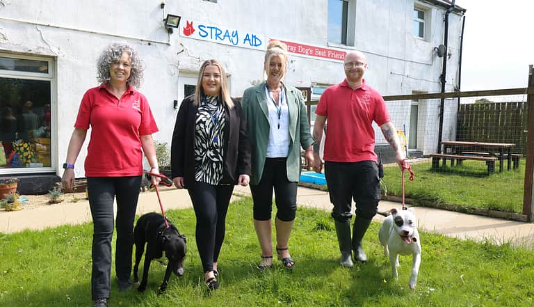 Media bdndadzg stray aid dog and cat home