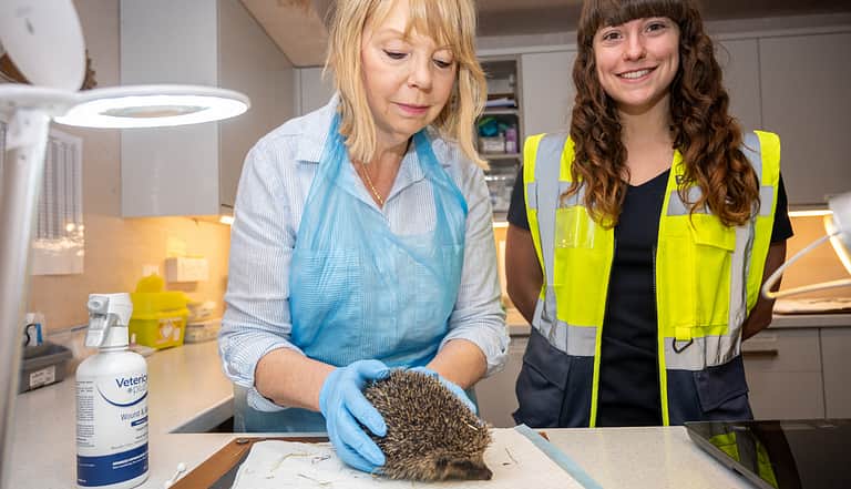 Media rh3baxv5 hessle hedgehods