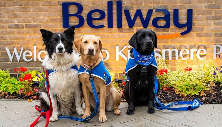 Media zqhjnbb1 helpful hounds dogs