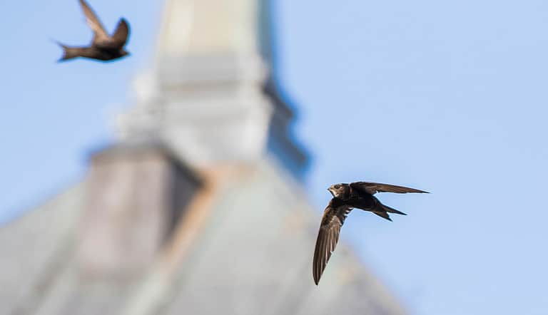 Homes for Nature Swift