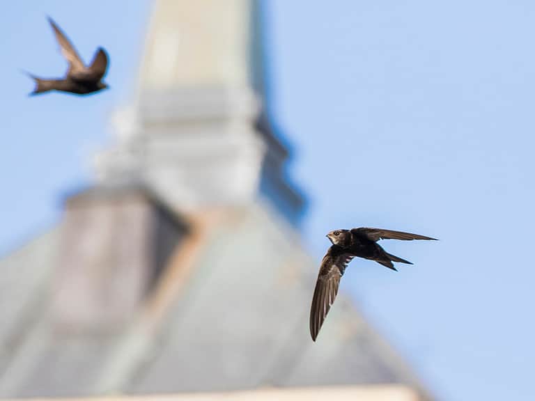 Homes for Nature Swift